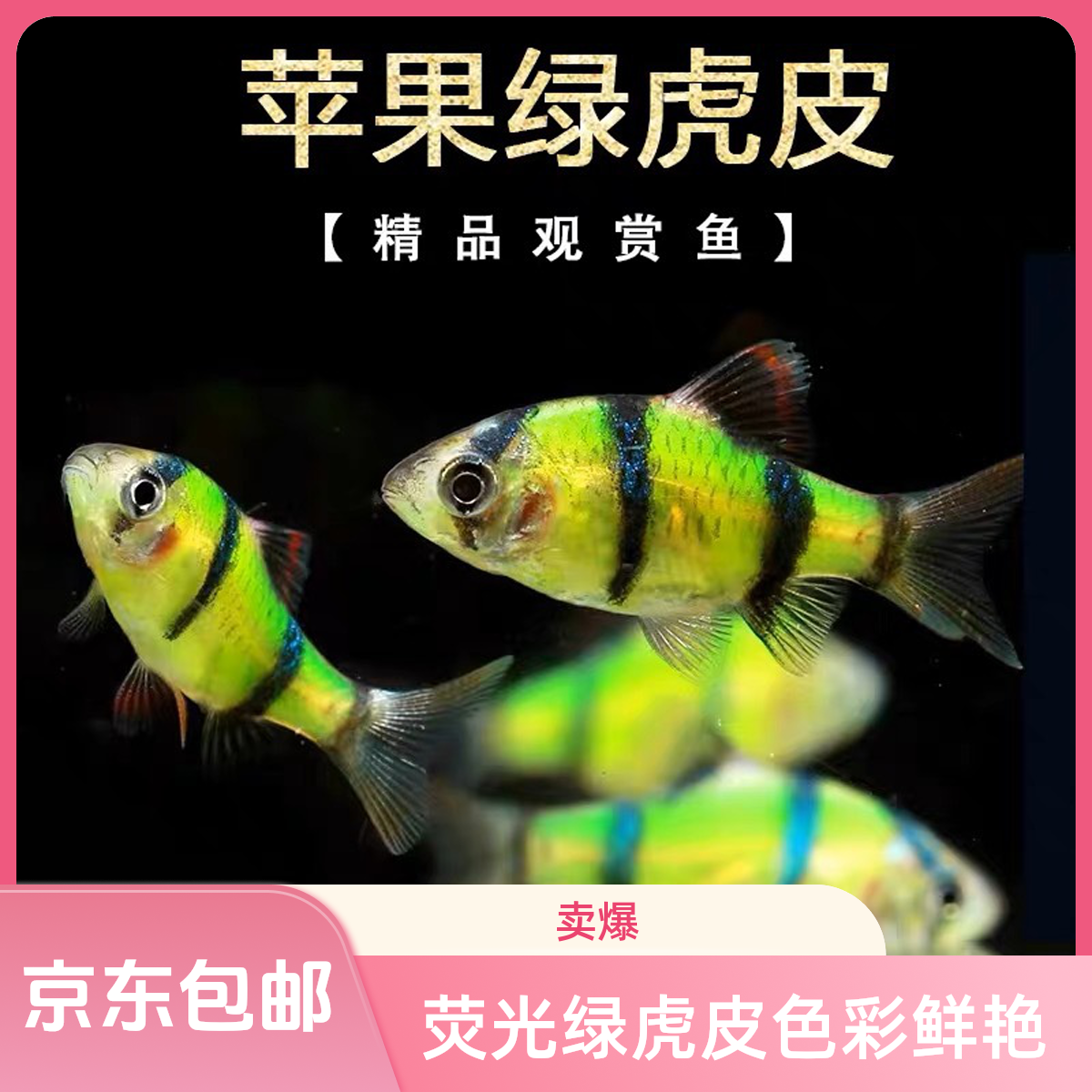 荧光绿虎皮混养热带淡水耐活低氧彩色小型观赏鱼