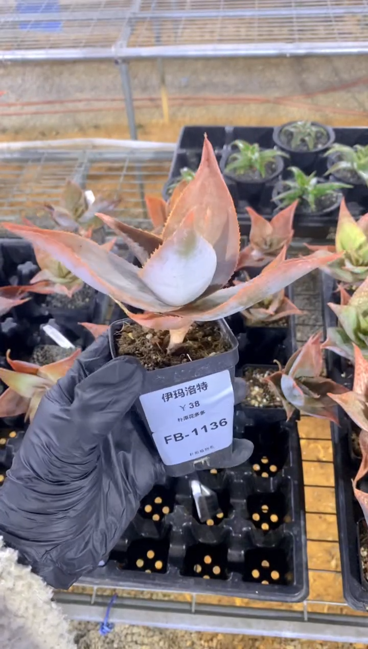 【闪购商品】伊玛洛特脱土FB-1136