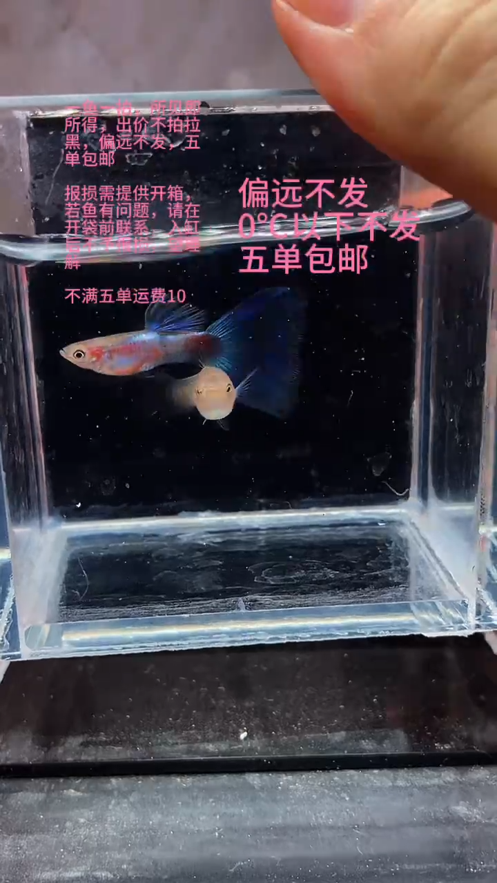 孔雀鱼孔雀鱼 20