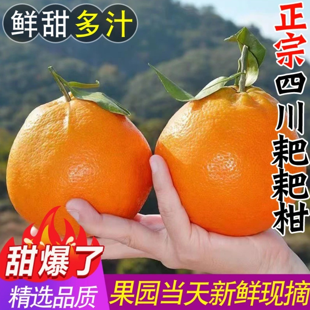 正宗春见耙耙柑自然成熟新鲜多汁爽口细腻自然熟当季手剥水果 1