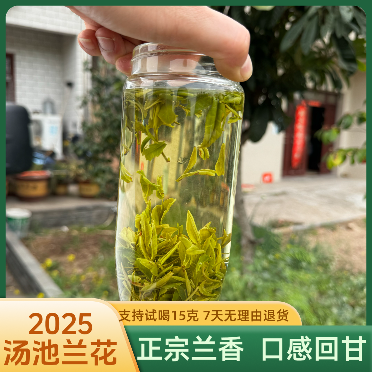~2025新茶# A4老品种汤池兰花（老树茶）