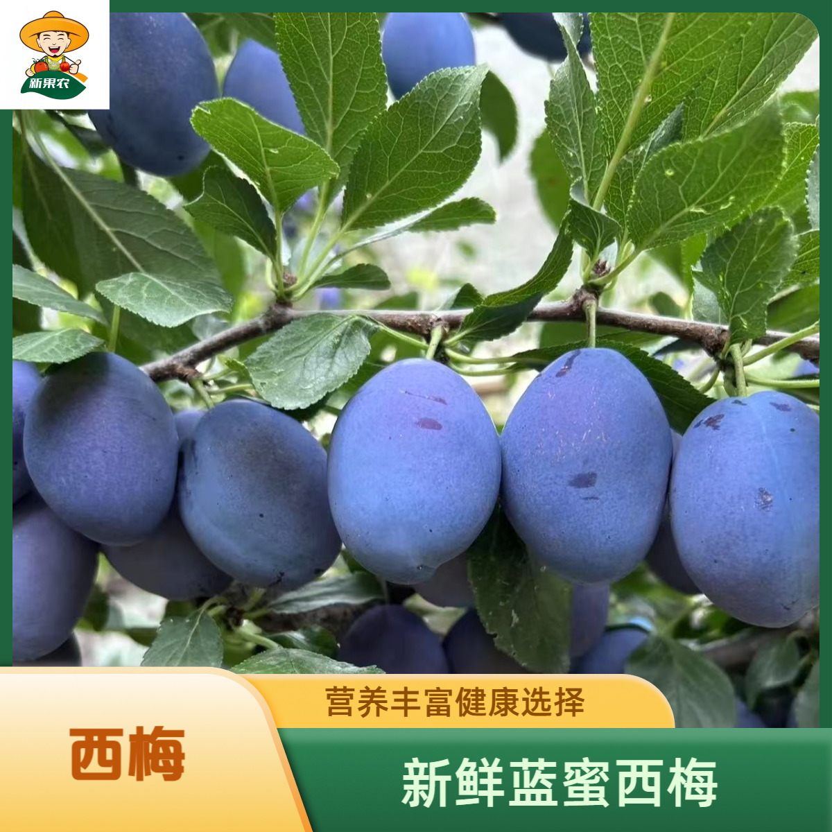 云南头茬西梅水果新鲜现摘蓝蜜西梅脆甜多汁当季鲜果