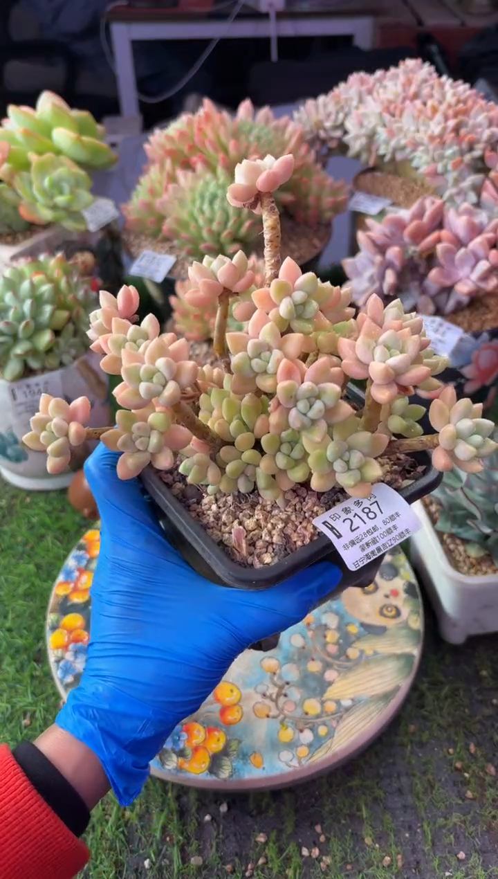 昆明印象多肉2187