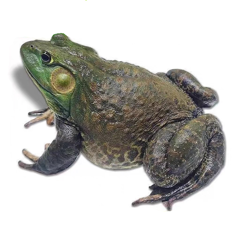 活牛蛙2只 约600-700g/份