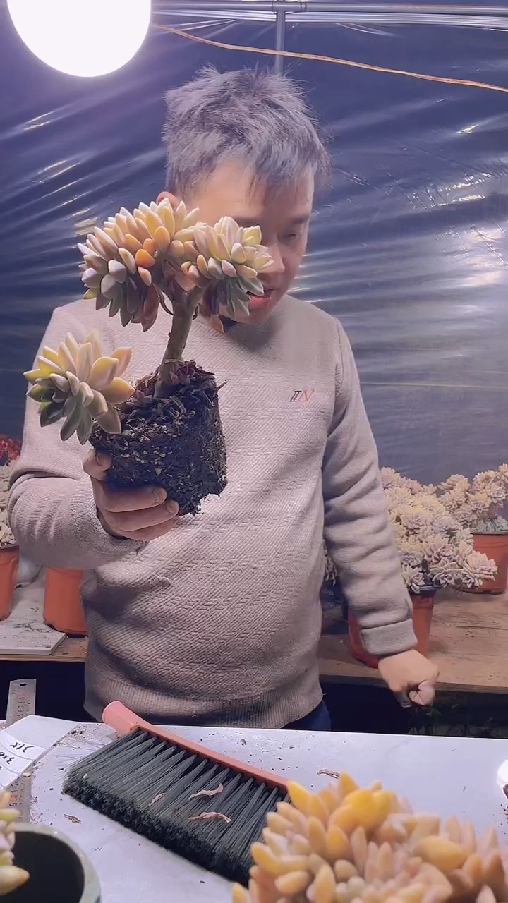 【闪购商品】缀化315