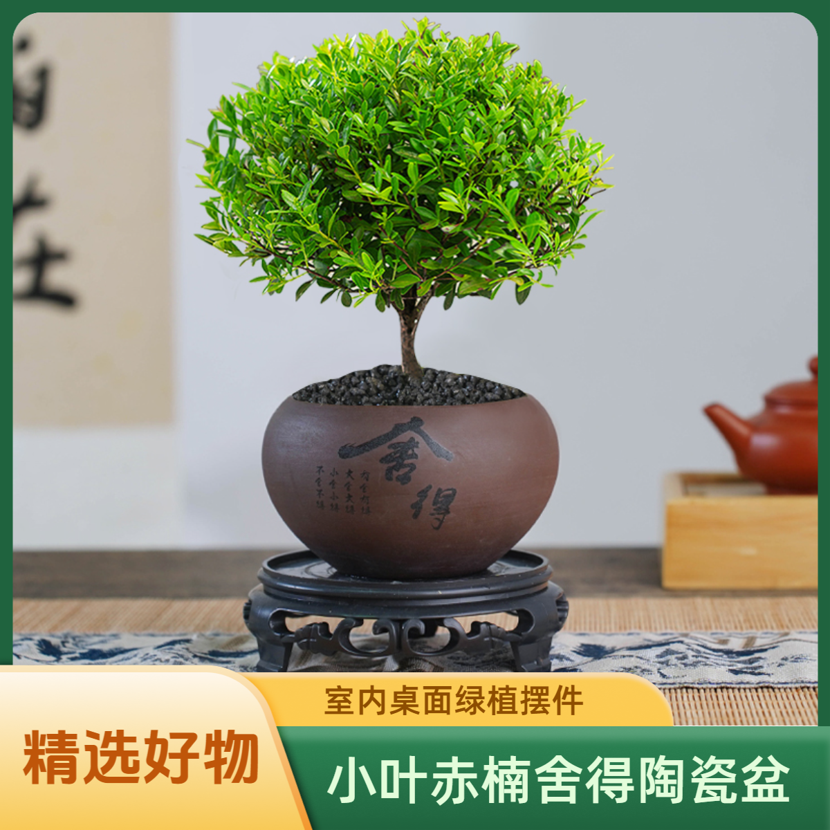 创享绿洲小叶赤楠盆景老桩办公室绿植室内盆栽花卉摆件老桩造景