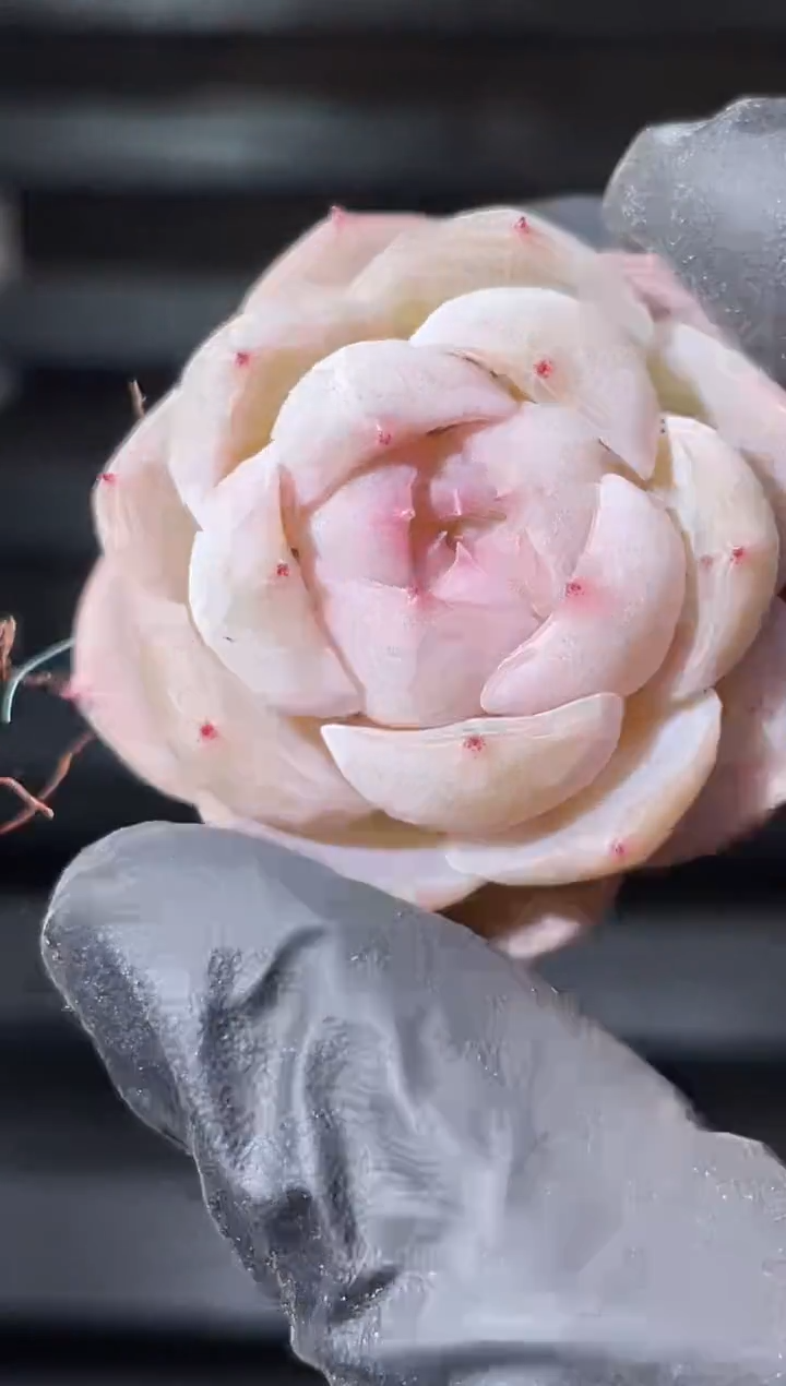 24-71小白白单头2-3厘米量拍发一颗