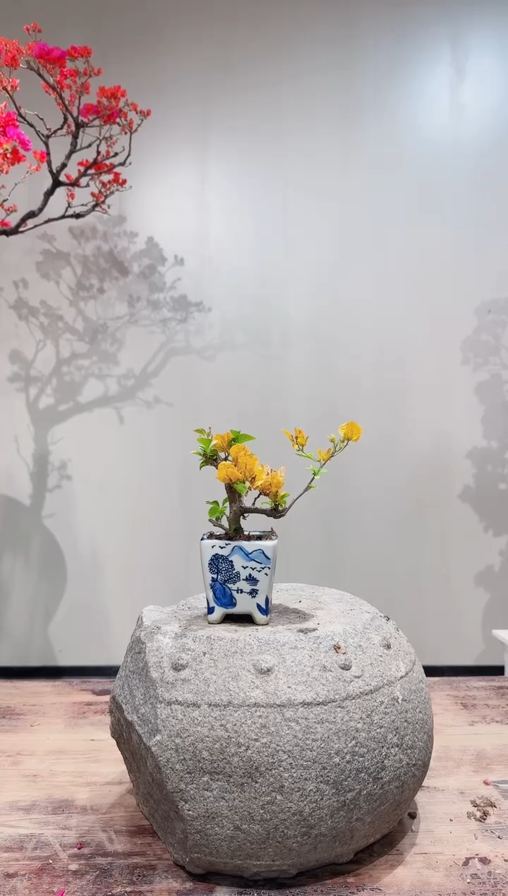 【闪购商品】盆景柠檬黄