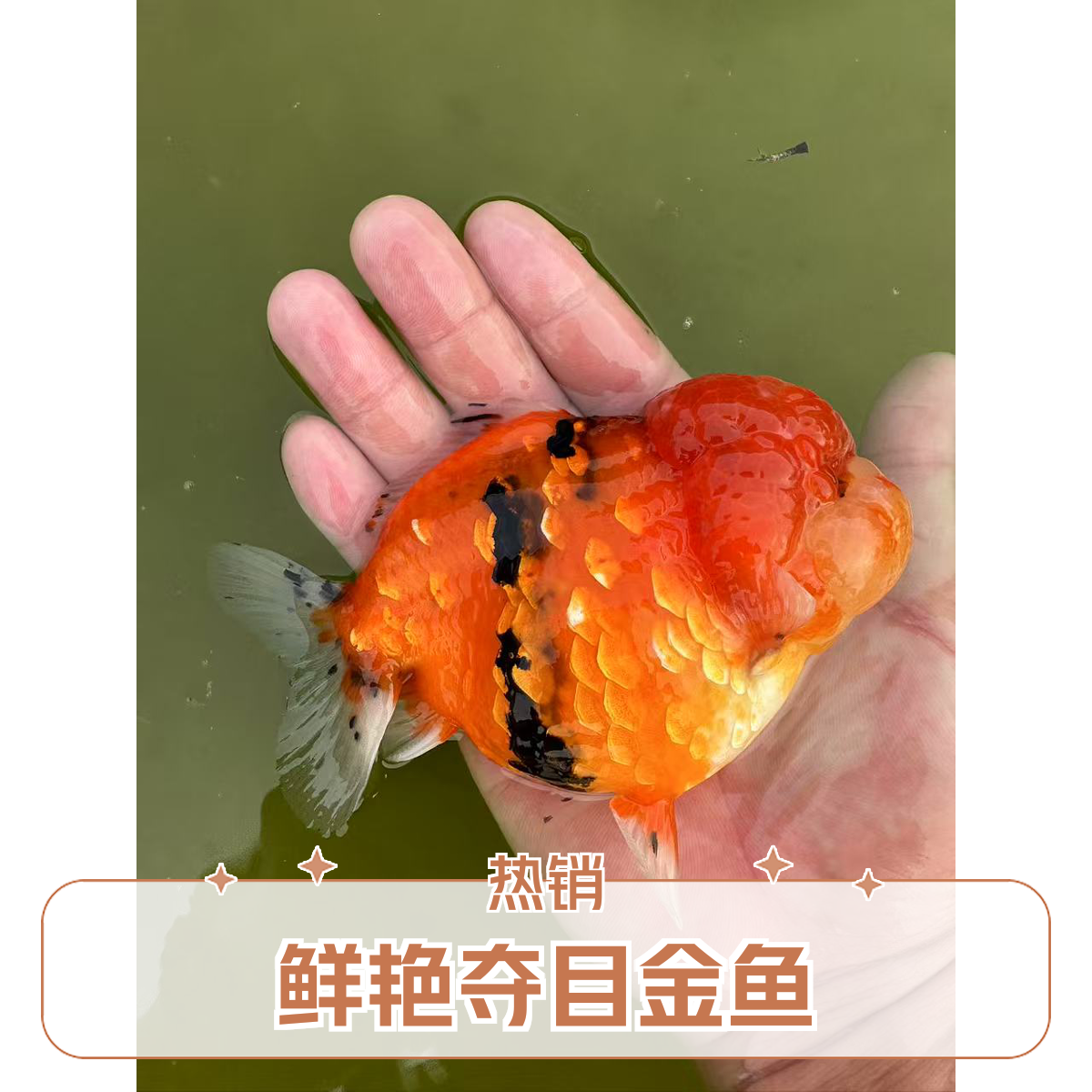 TT水族泰狮观赏鱼