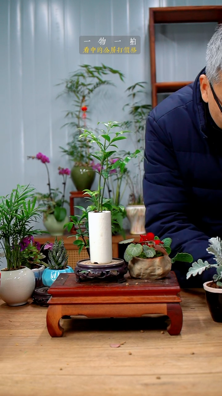 完全开放电****?258虎耳草+竹柏