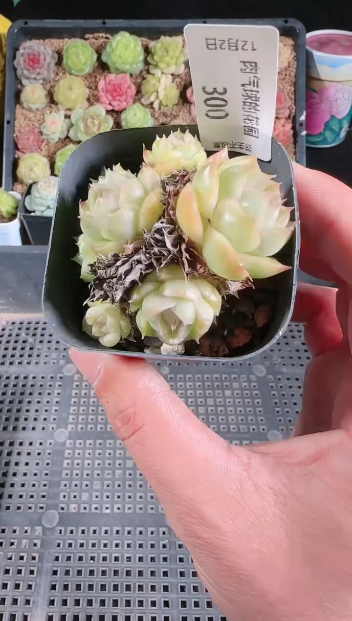 1202-300多肉群生不包整