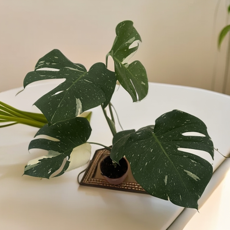 洒金龟背竹室内绿植观赏花卉适合阳台客厅办公室盆栽