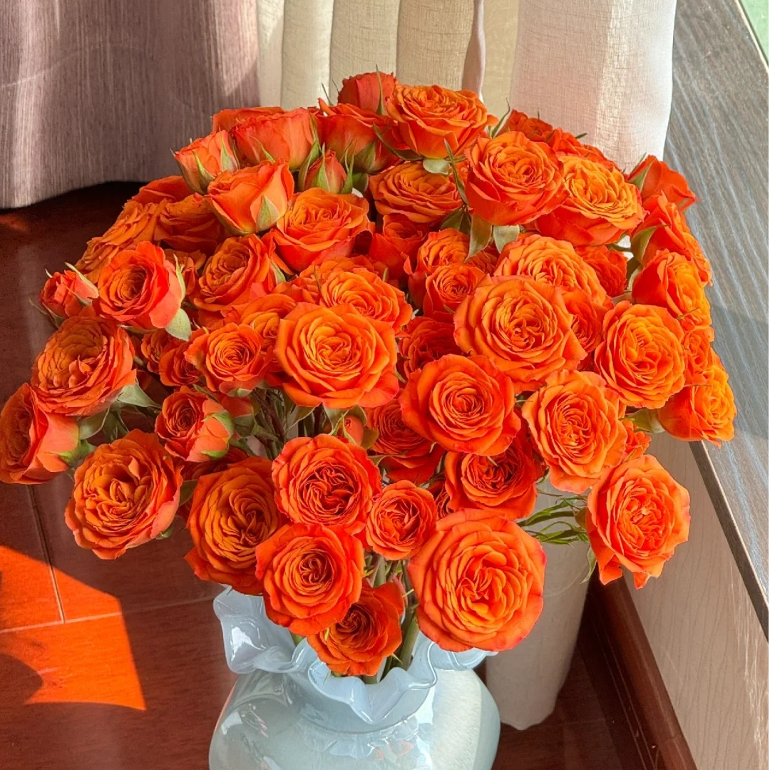 【橙色芭比多头玫瑰5枝】北方地区今天拍明天到，两单以上顺丰包邮