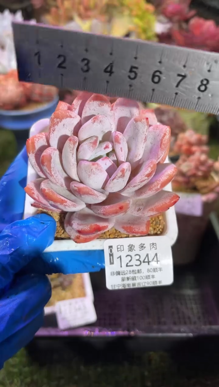 【闪购商品】12344