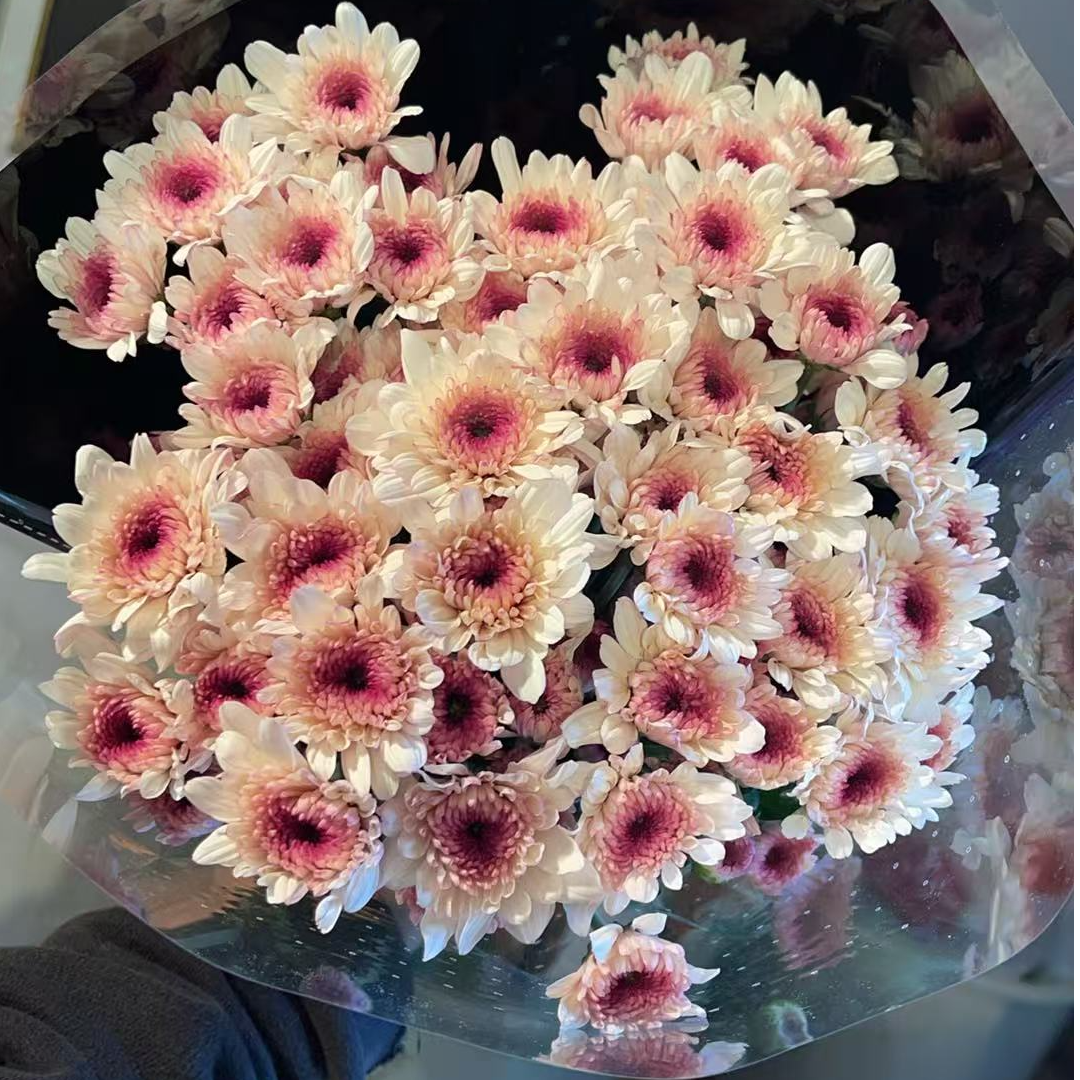 洛神 小雏菊全店任意N单一个运费