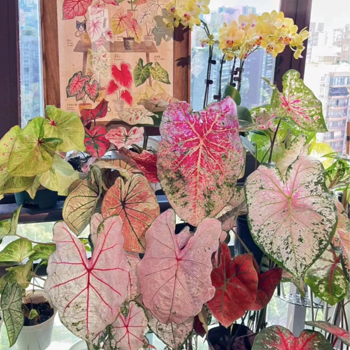 彩叶芋盆栽进口美国种球高货系列