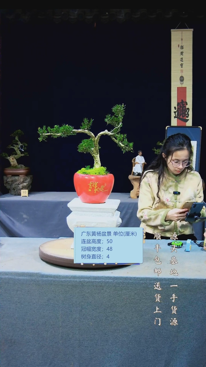 【闪购商品】雀舌黄杨盆景雀舌黄杨盆景