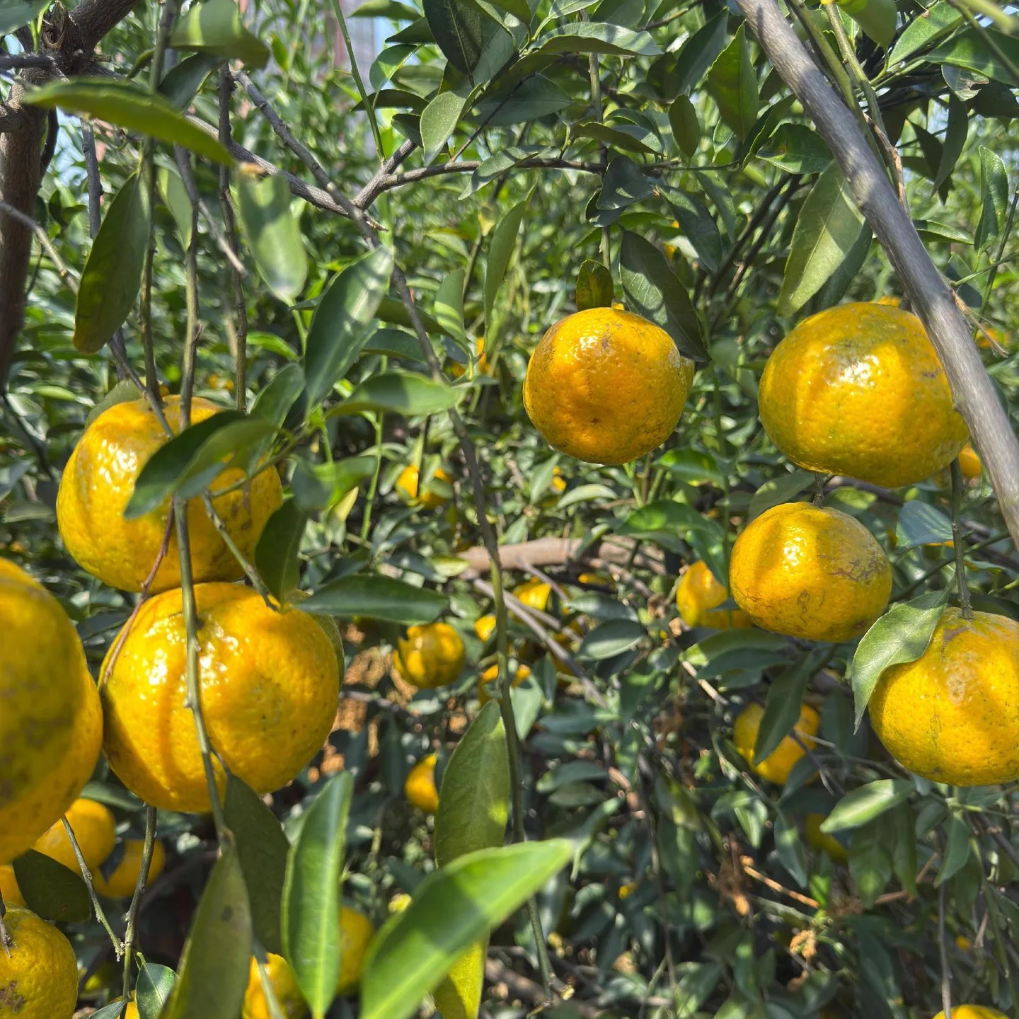 【12年老树龄】2025年茶坑（冲口咀）大红皮 二红皮 500g