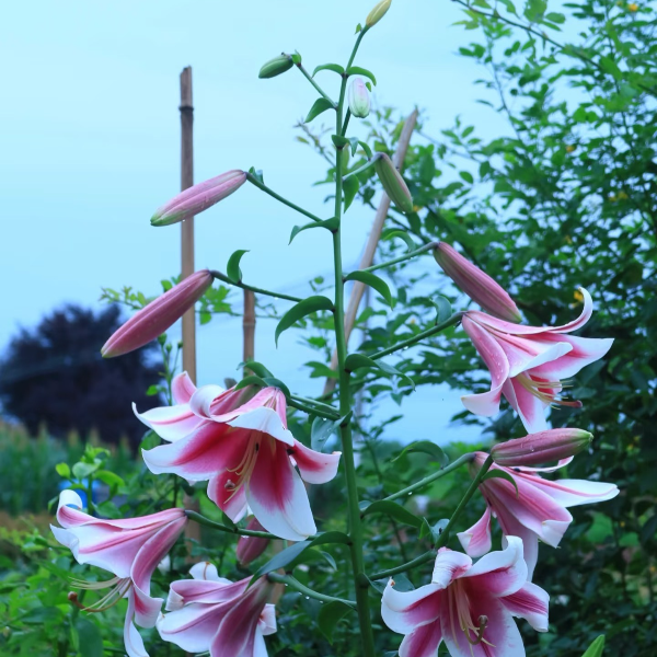 四季可种《美素香水百合》 16/18进口一代百合种球