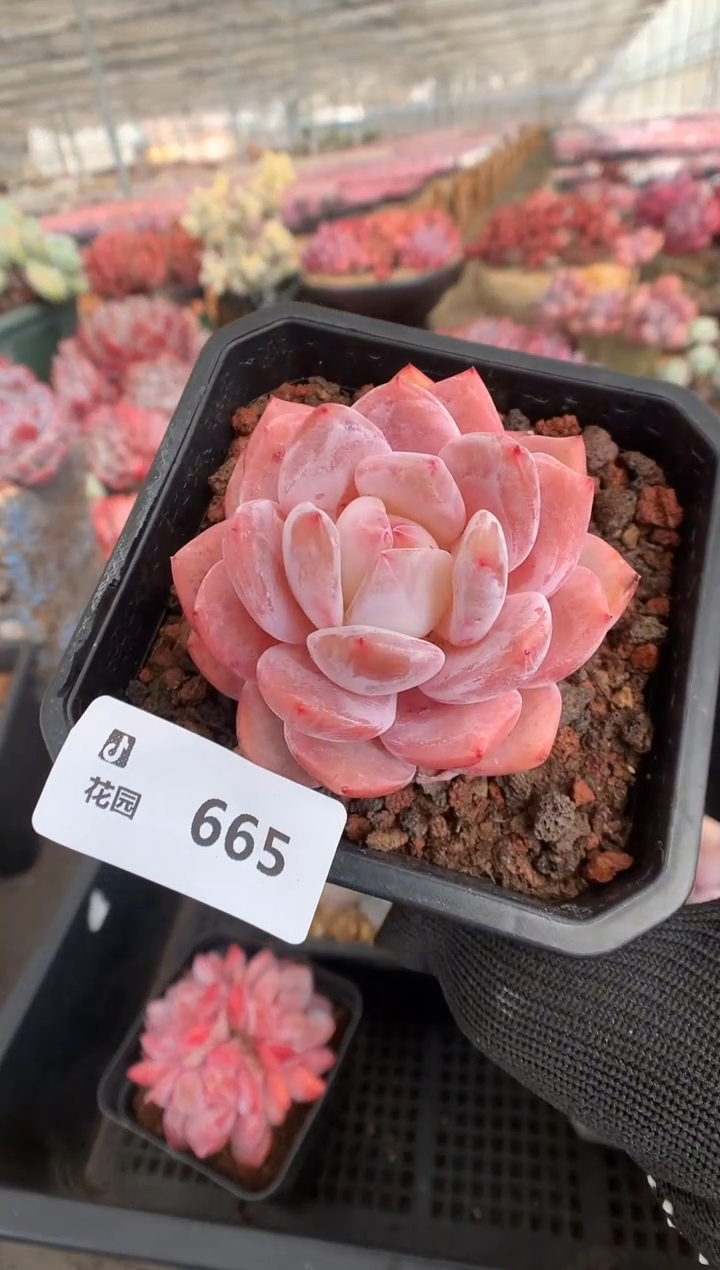 665冰橙一物一拍