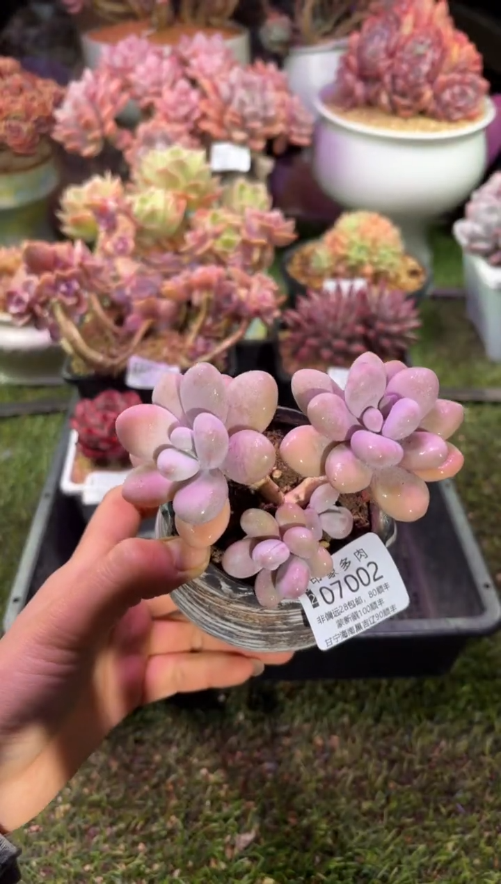 【闪购商品】07002脱土带盆