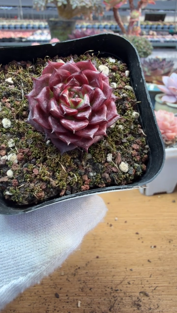 东云多肉园二店-316