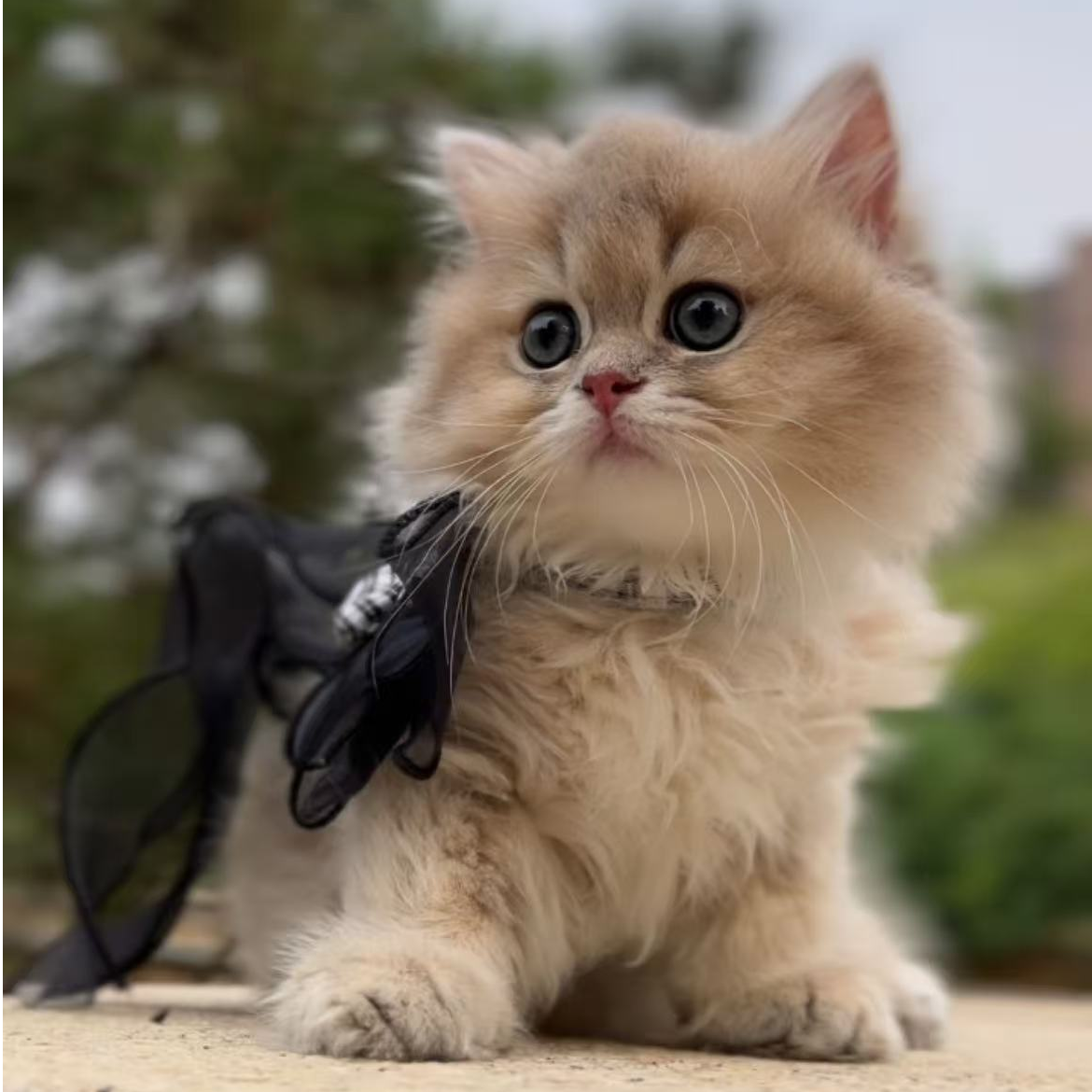 小猫蓝金渐层长毛