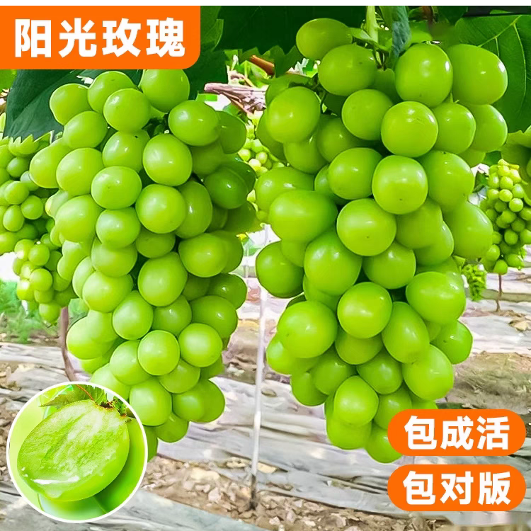  葡萄树 基地直发 大苗葡萄 庭院 果树苗 一物一拍