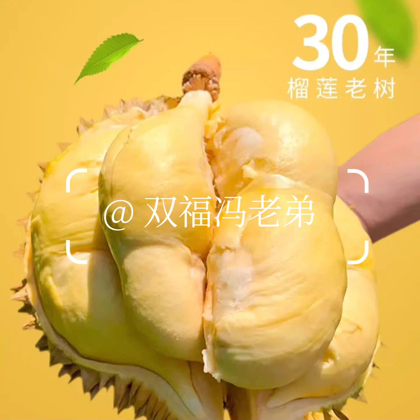 新鲜树熟干尧榴莲