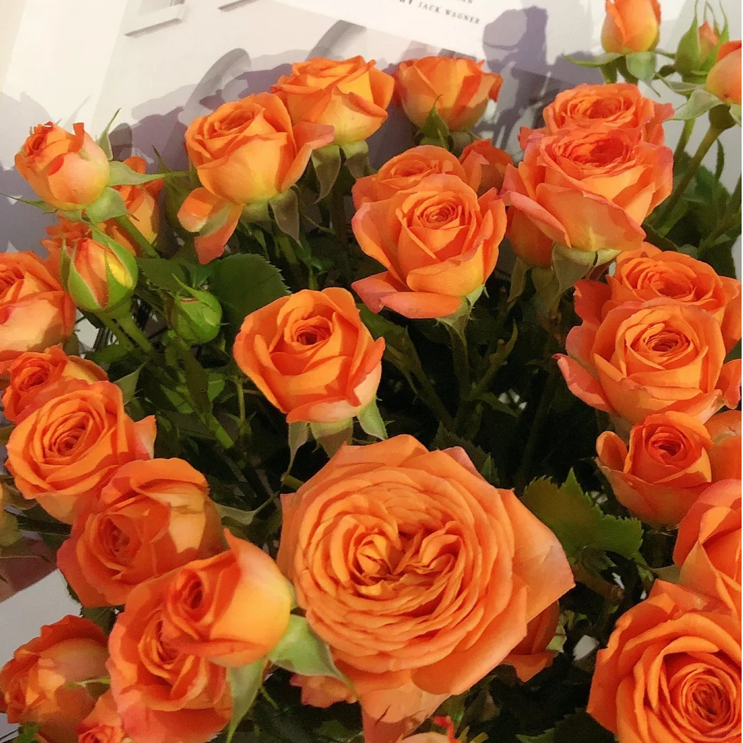 【只发新疆】福利橙色芭比多头玫瑰10支（2支内损伤坏不赔付）