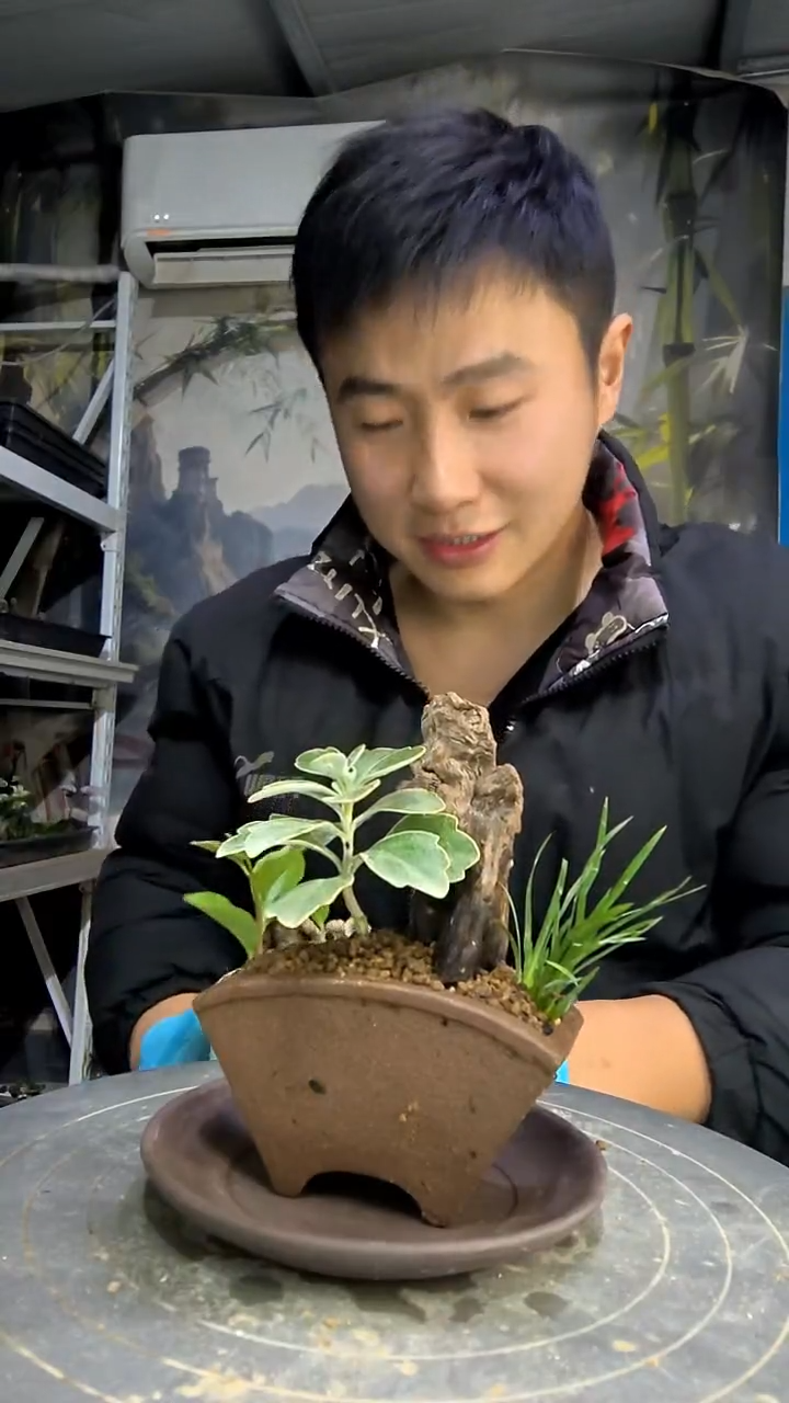 唐*诗中青园艺一物一拍花146