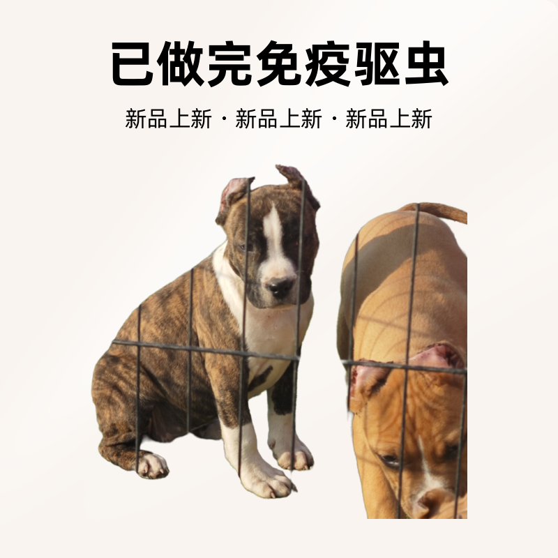 狗狗活体美系斯塔福幼犬