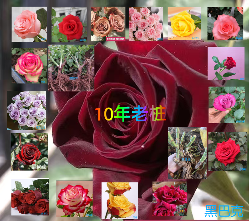 云南特色玫瑰花苗大花浓香四季开花盆栽植物玫瑰花老桩