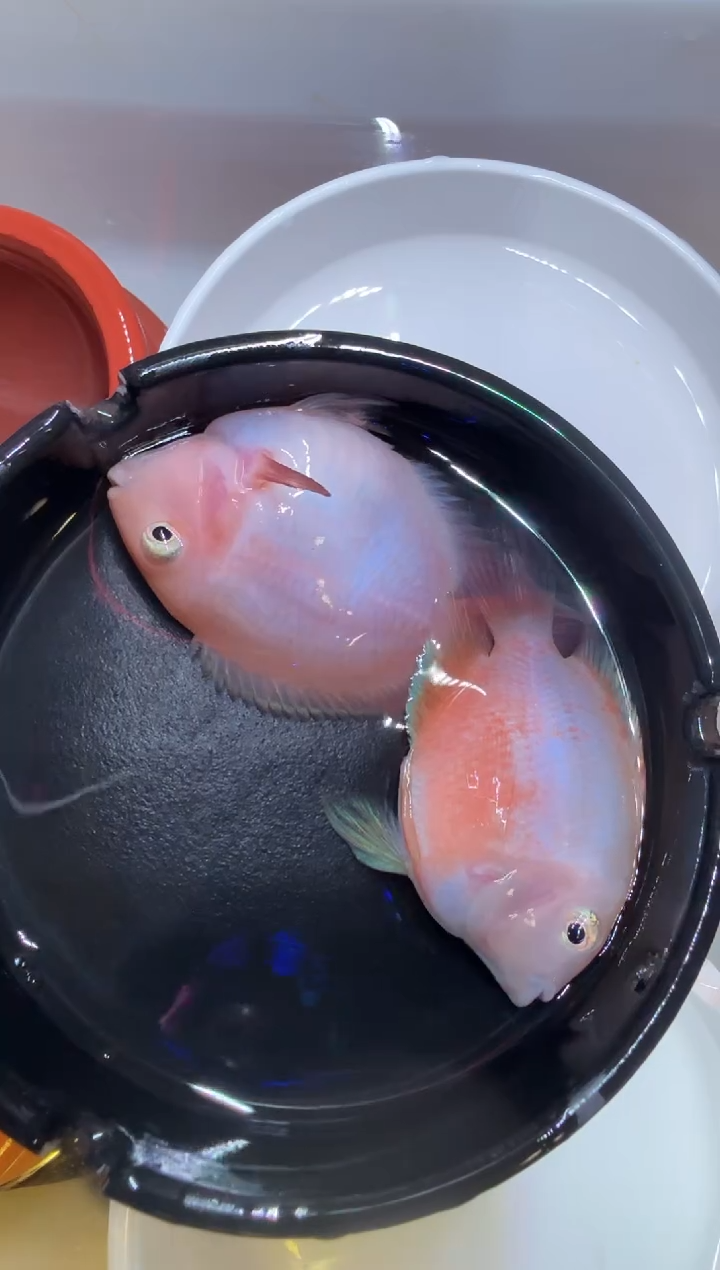 鹦鹉鱼胭脂一对迷你鹦鹉