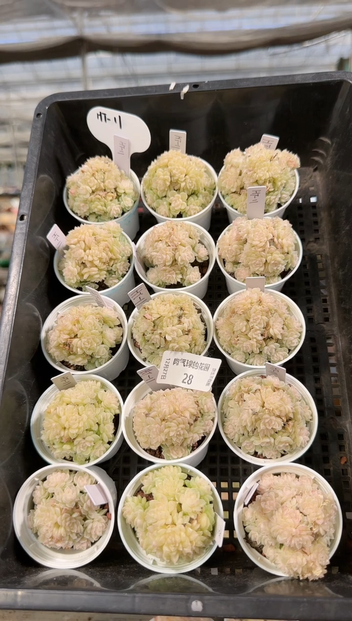  1227-28ht-11多肉量拍任意发一颗群生不包整