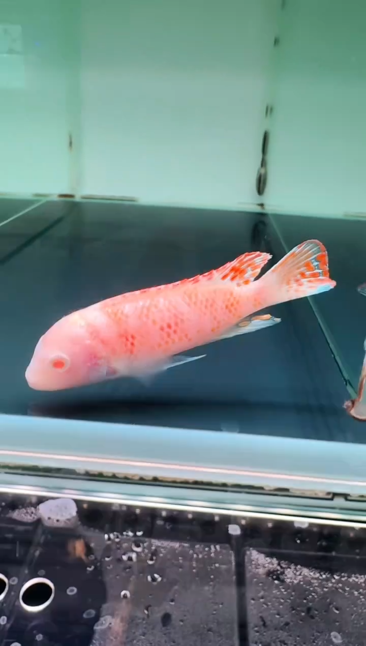 慈鲷鱼P03白子山脉费恩7-9cm一条