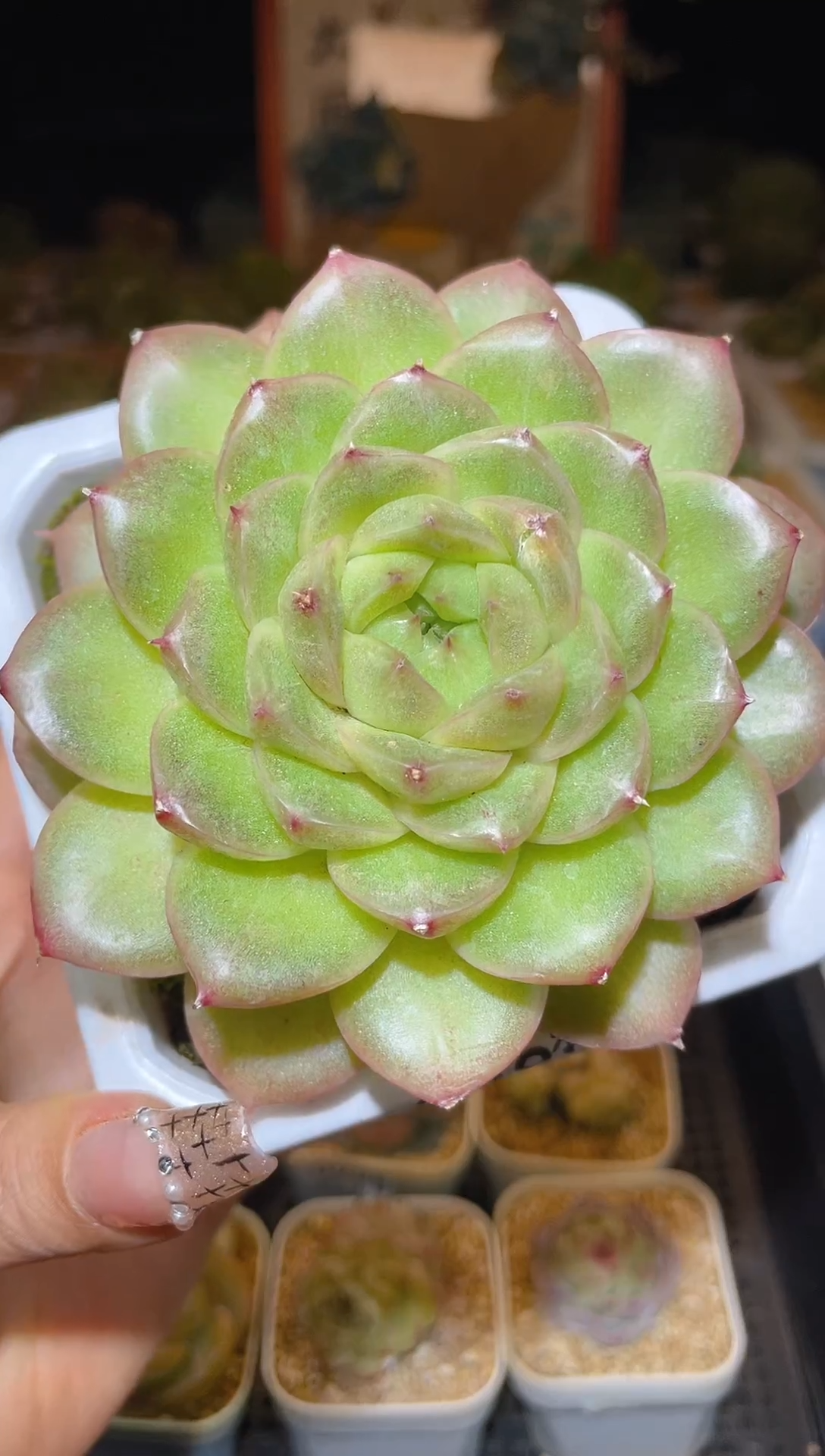 【闪购商品】089粉小胖