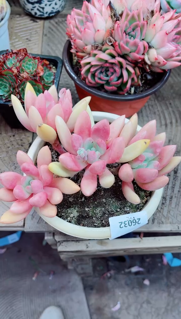 26032多肉植物一物一拍