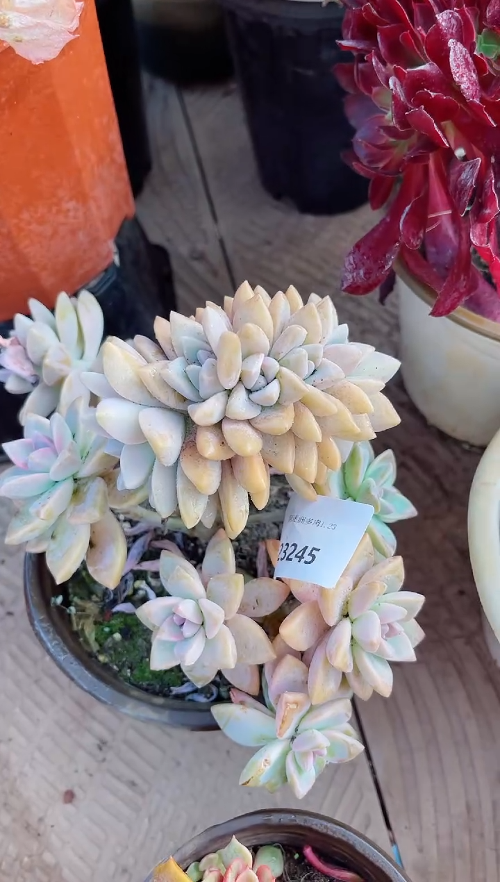 【闪购商品】23245