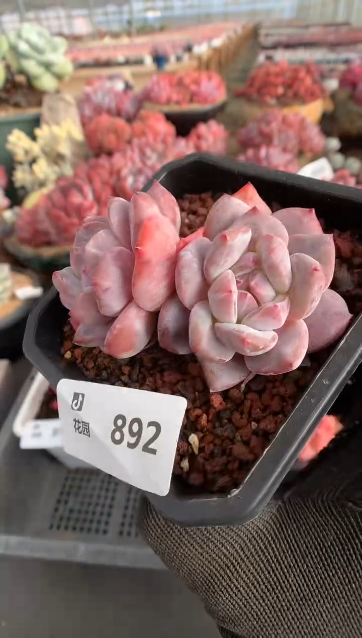 892星影一物一拍