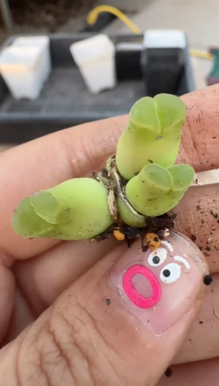 【闪购商品】16-222