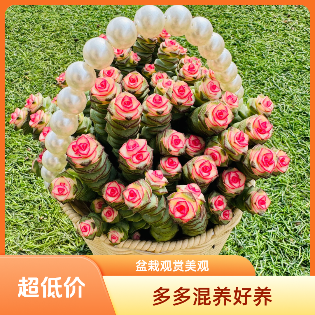中秋节钱多多多肉带精美花篮 种好发绿色组合盆栽观赏室内好养