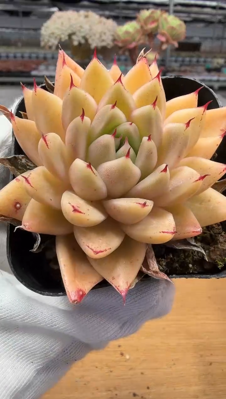 东云多肉园二店-339