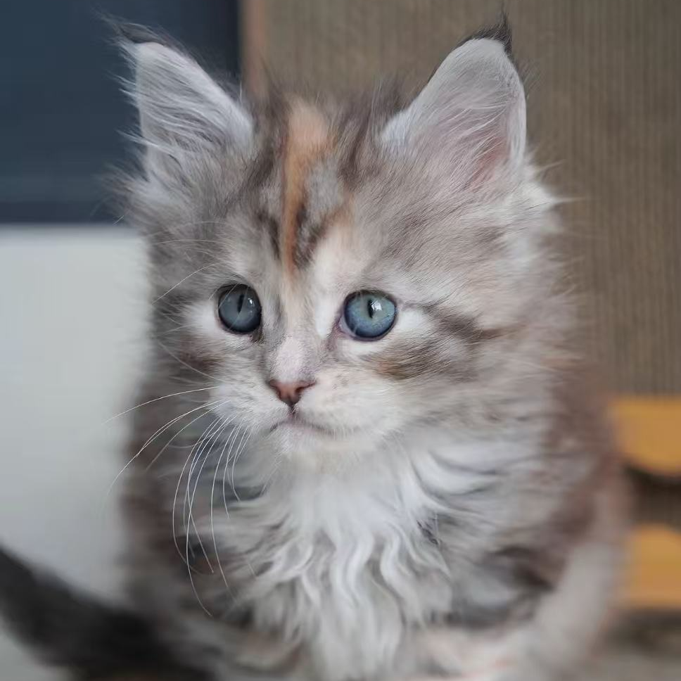 （小鱼）布偶金渐层矮脚蓝金缅因玄猫橘猫等