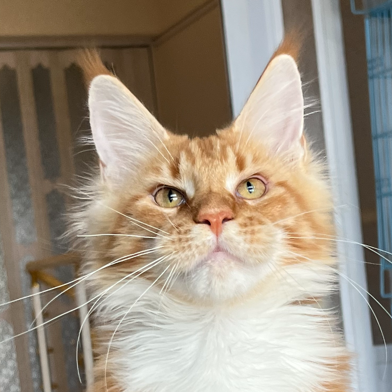 来了姊妹-红白缅因猫-弟弟-r5