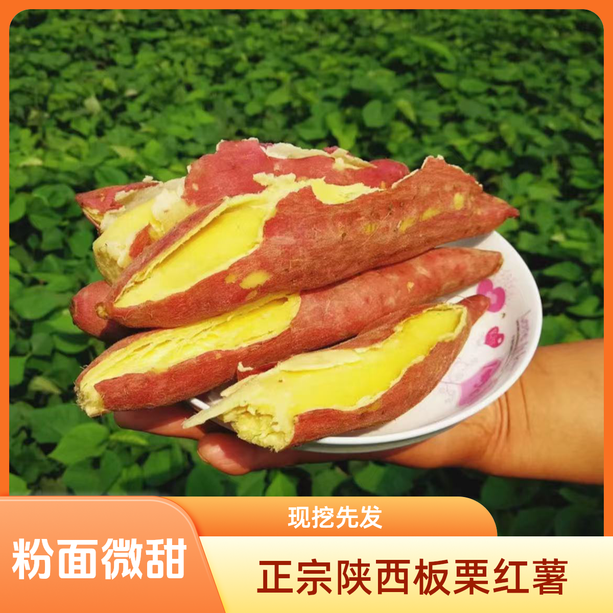 正宗陕西板栗蜜薯红皮黄心粉糯香甜皮薄板栗味D