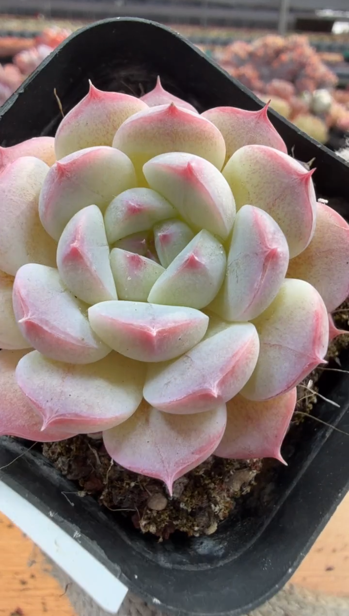 东云多肉园三店-58