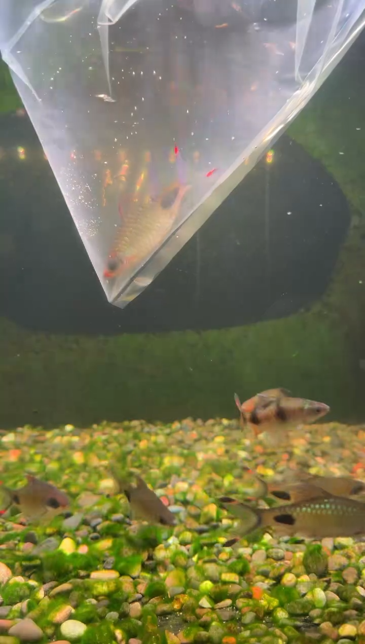 工具鱼红线黑影道人