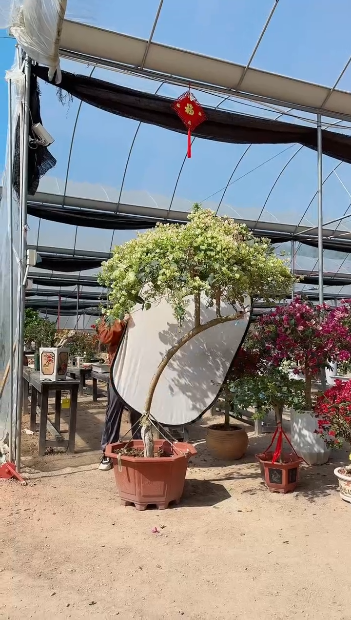 【闪购商品】盆景绿叶樱花