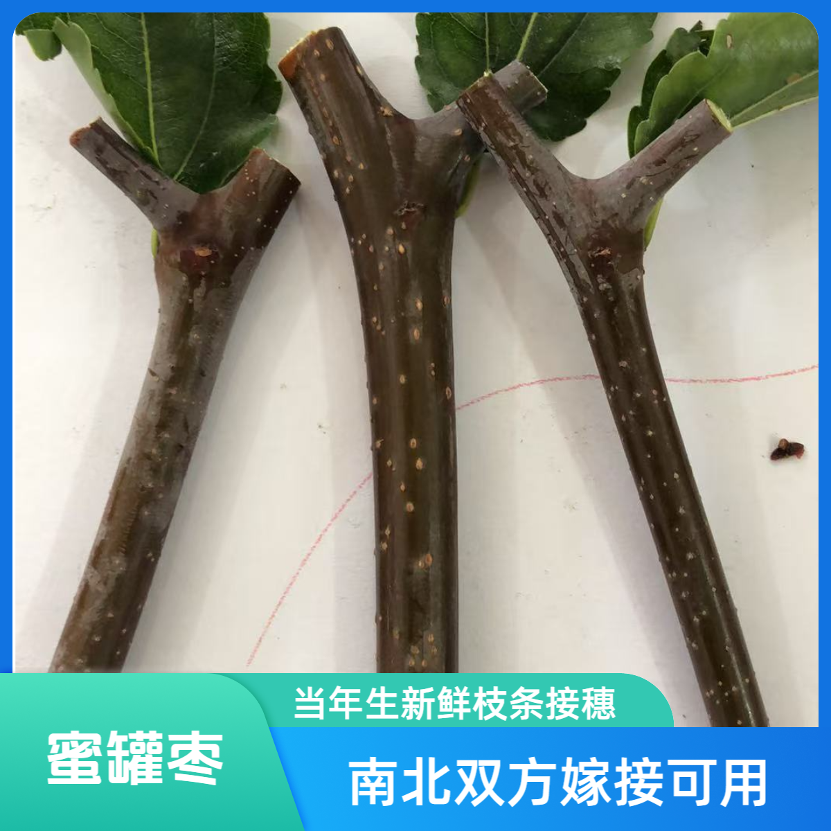 云南大蜂蜜罐枣优质地栽盆栽枣树嫁接接穗，成活率高易种植